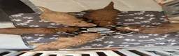 Labradoodle dogs for sale: READY NOW 1 Girl Remaining Labradoodles  - Advert 8
