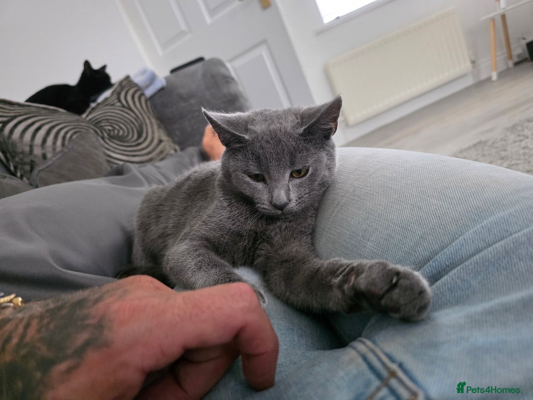 Mixed Breed cats for sale: Daisy and Derek - Advert 3