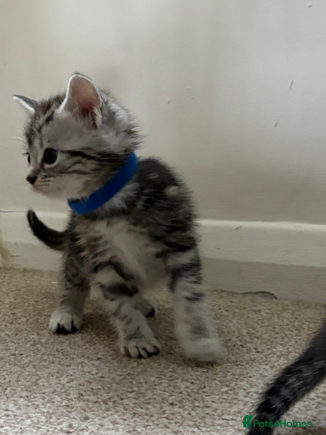 Mixed Breed cats for sale: 5 ADORABLE KITTENS 🐈1M/4F Ready For Reservation😺 - Image 13