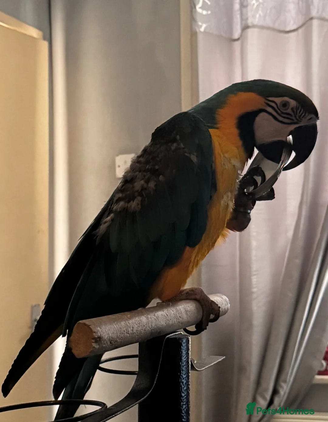 Macaws birds for sale: Macaw - Advert 1