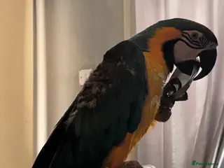 Macaws birds Macaw - Advert 11