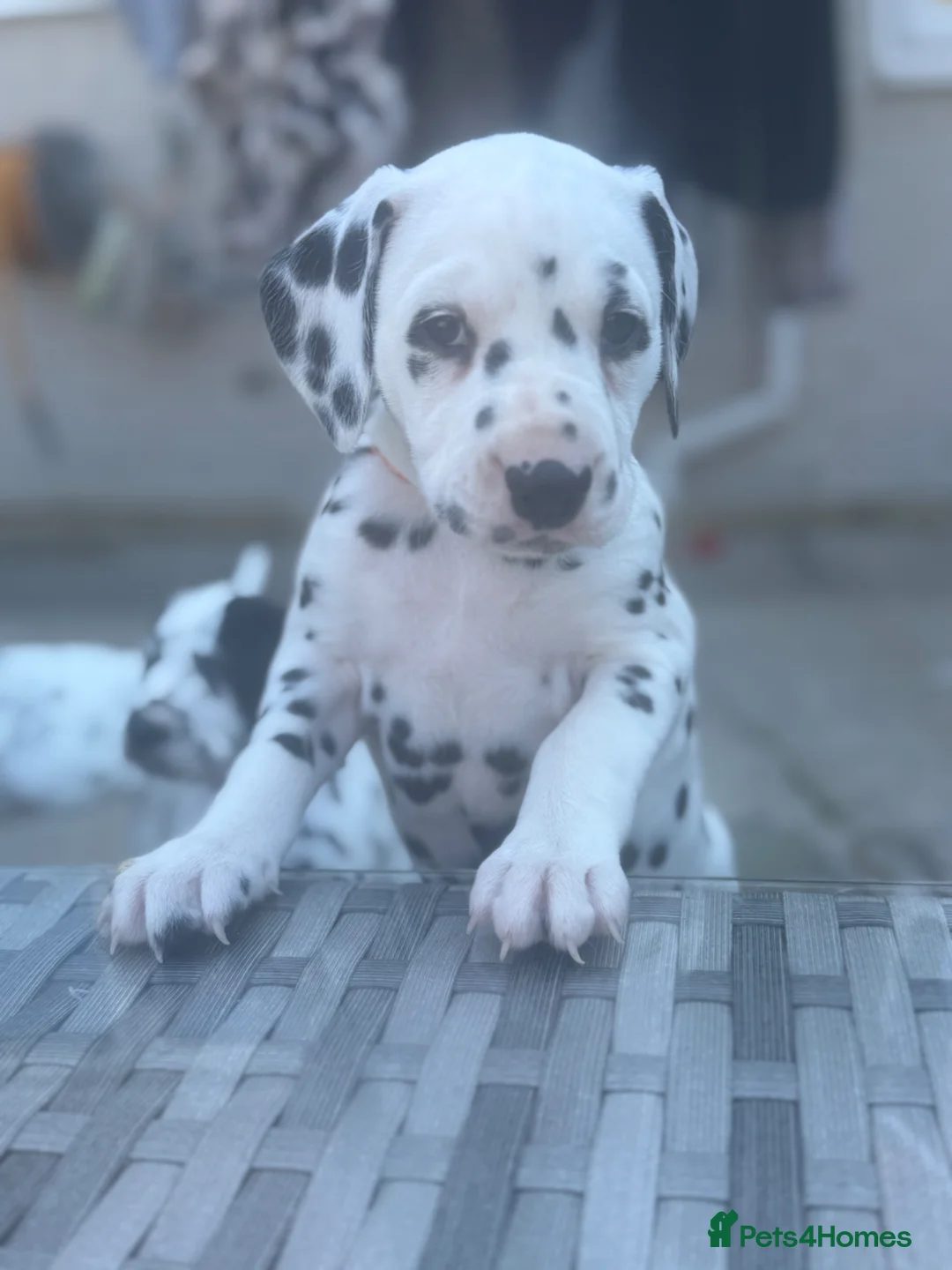 Dalmatian dogs for sale: *1 left please read* Purebred Dalmatian puppies - Advert 2