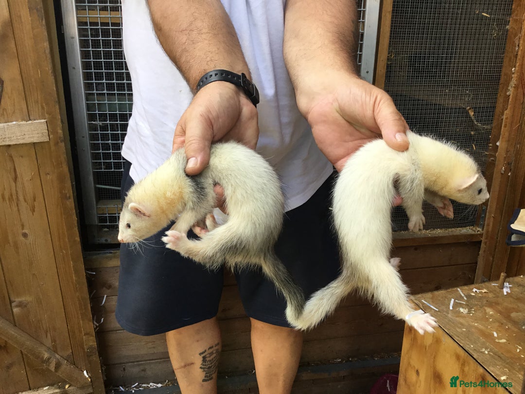 Ferret rodents for sale: Ferrets For Sale  - Image 7