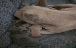 French Bulldog dogs for sale: Blue Fawn French Bulldog pups for sale - Image 5