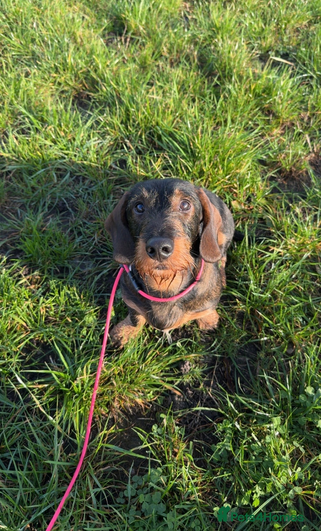 Dachshund dogs for stud: COI 0% North Yorkshire Wire Haired Dachshund Stud - Image 7