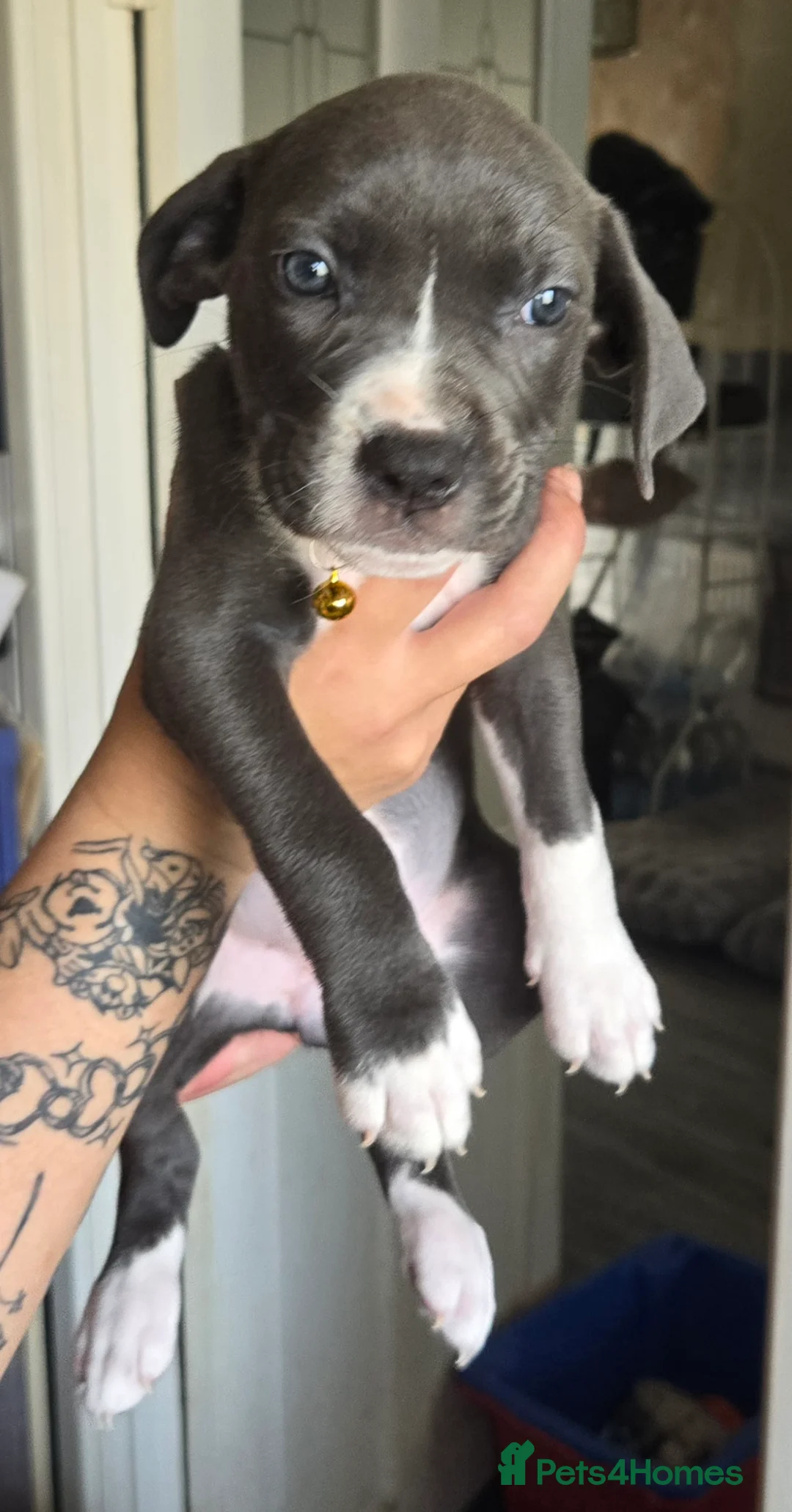 Mixed Breed dogs for sale: Cain corso x pocket bully - Advert 2