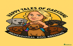 Labrador Retriever dogs for sale: New KC litter of Labradors just born VET approved - Image 7