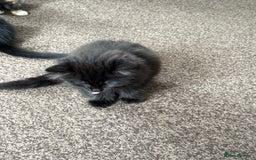 Mixed Breed cats for sale: Kittens  - Image 19