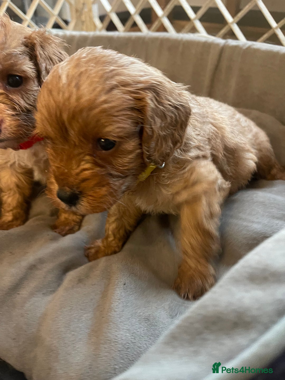 Cavapoo dogs for sale: Adorable toy Cavapoo pups apricot or fox red  - Image 5