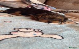 Yorkshire Terrier dogs for sale: Yorkie male puppy looking for home in Hull - Image 6