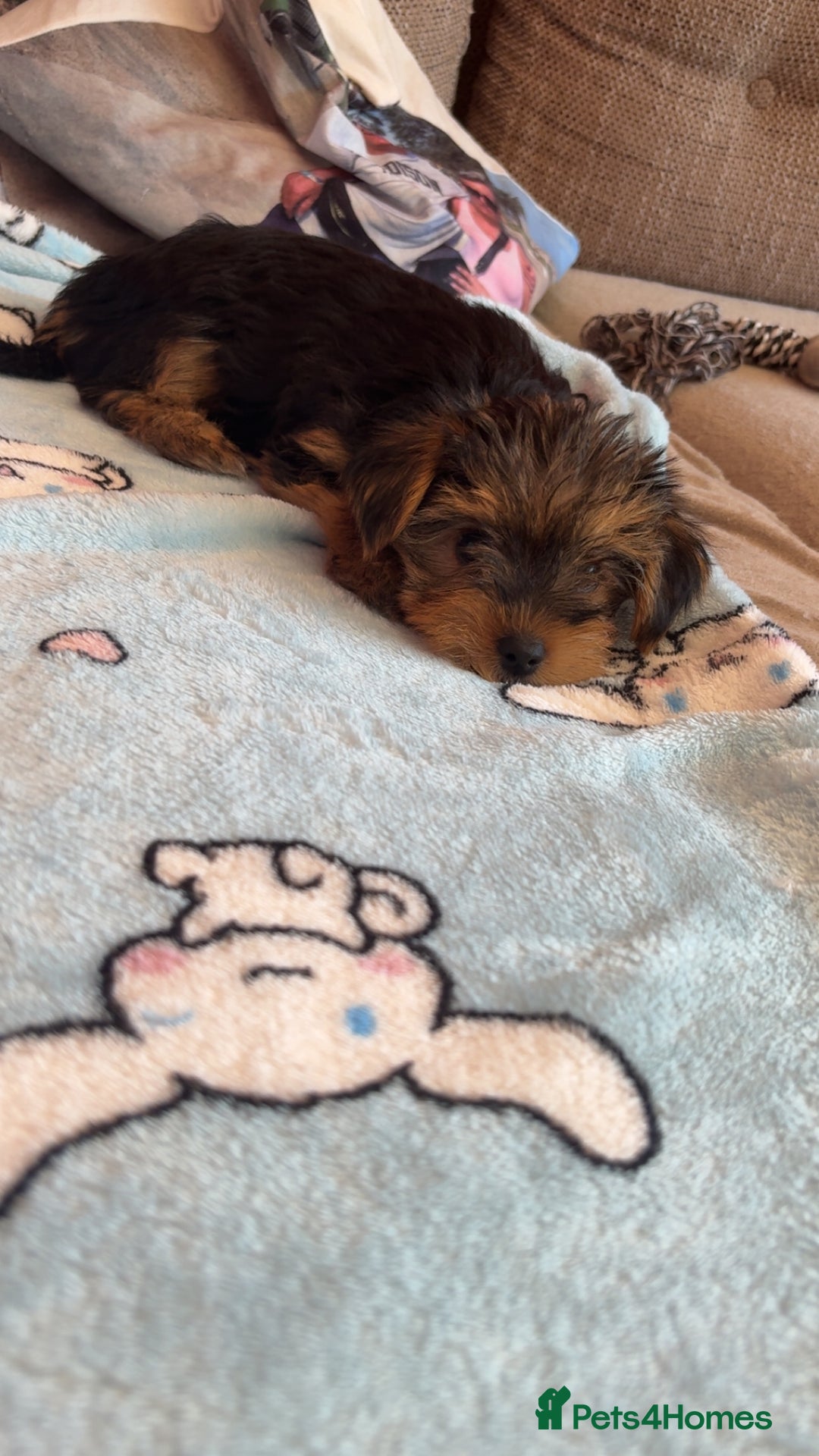 Yorkshire Terrier dogs for sale: Yorkie male puppy looking for home in Hull - Image 6