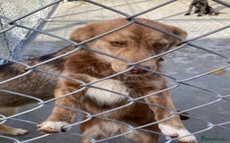 Mixed Breed dogs for adoption: Miriam, 14 months approx. Available for adoption. - Image 6