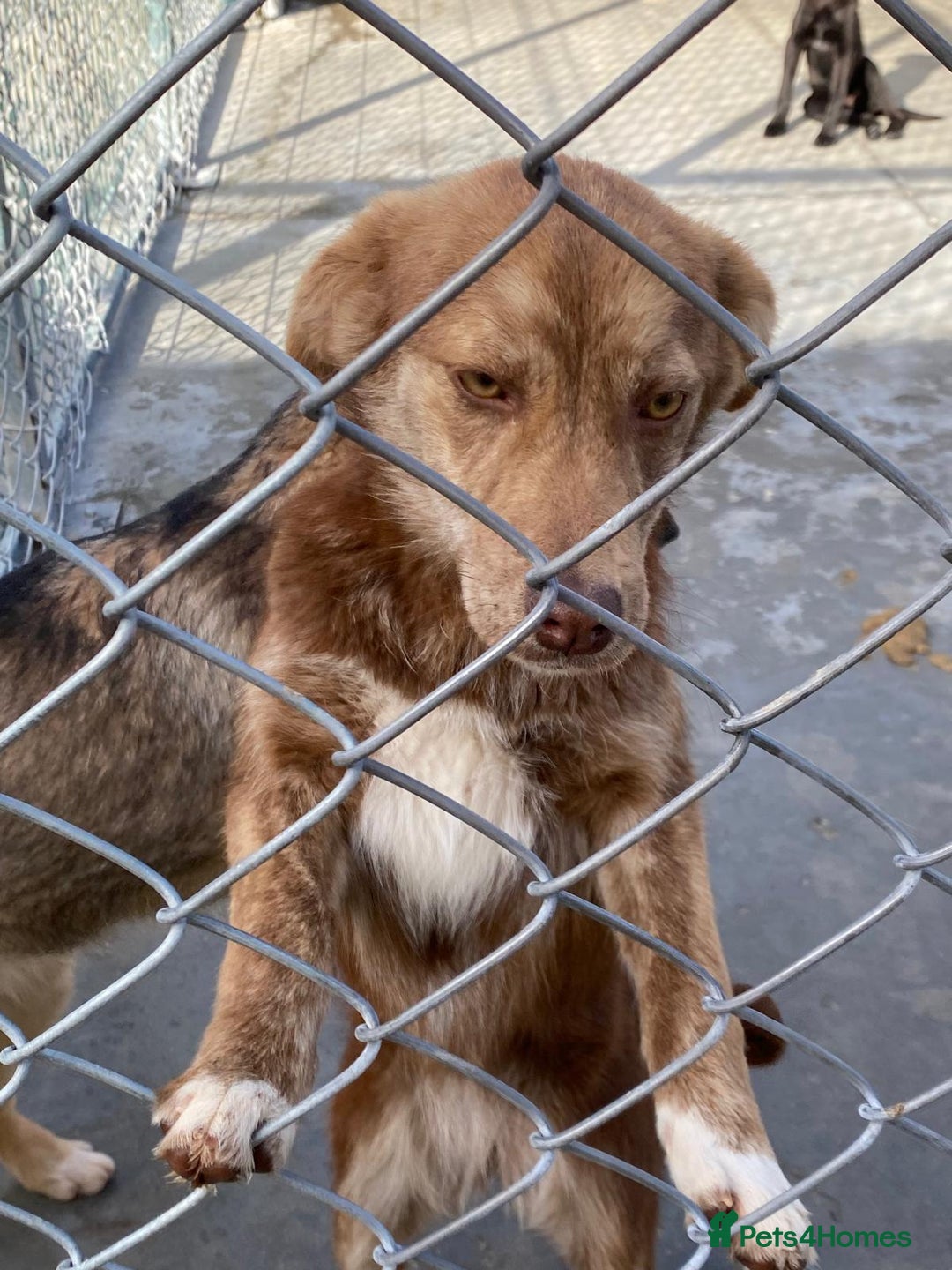 Mixed Breed dogs for adoption: Miriam, 14 months approx. Available for adoption. - Image 6