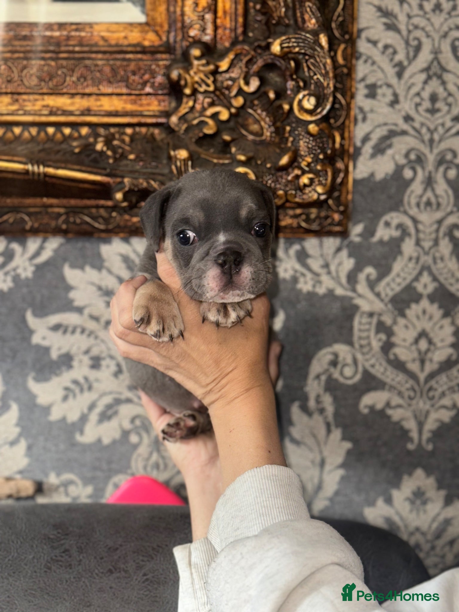 English Bulldog dogs 💖Last girl left  - Advert 1