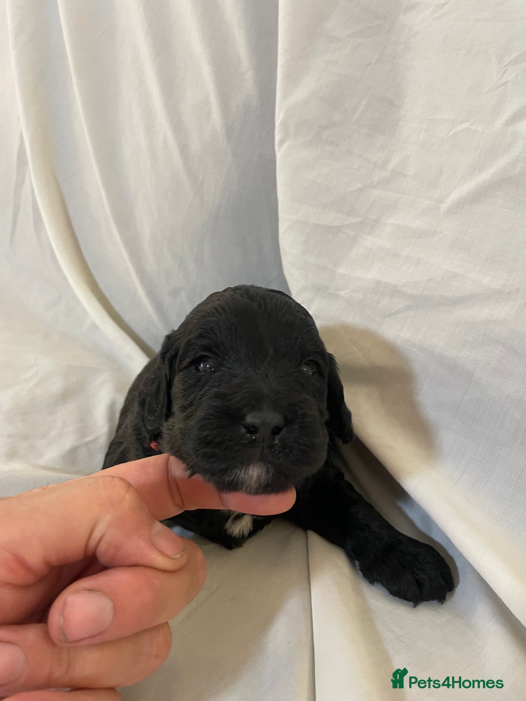 Sproodle dogs for sale: F1 Miniature Sproodles from Health Tested Parents. - Image 15
