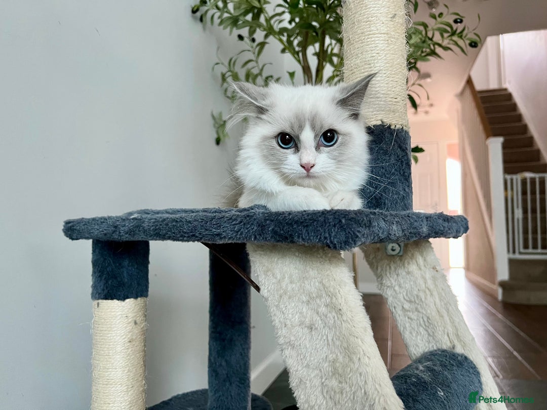 Ragdoll cats for sale: Last kitten left - absolutely beautiful and placid - Image 5
