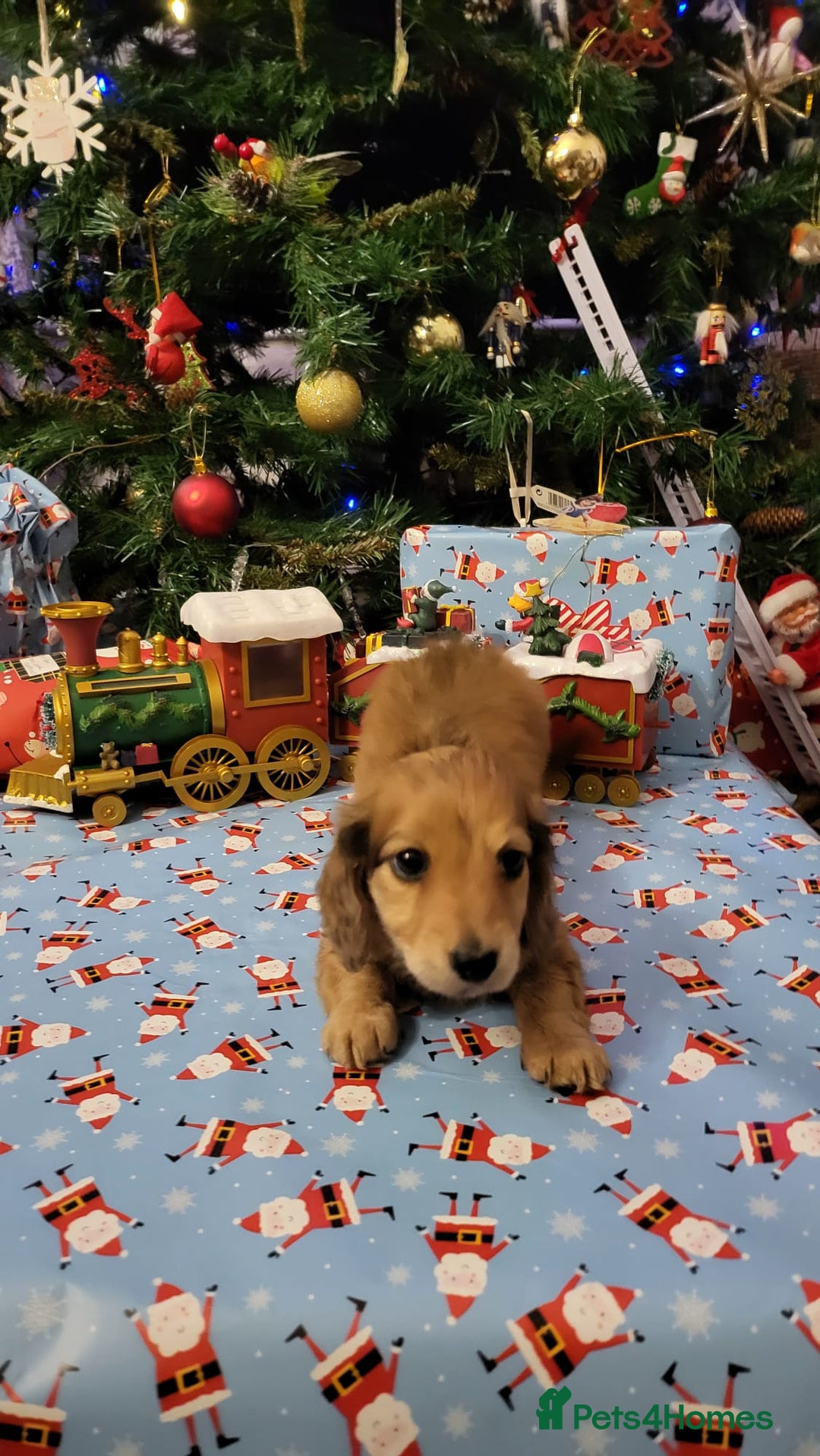 Miniature Dachshund dogs for sale: Miniature long haired daschunds  - Advert 3