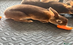 Rex rabbits for sale: Mini Rex rabbits - Image 1