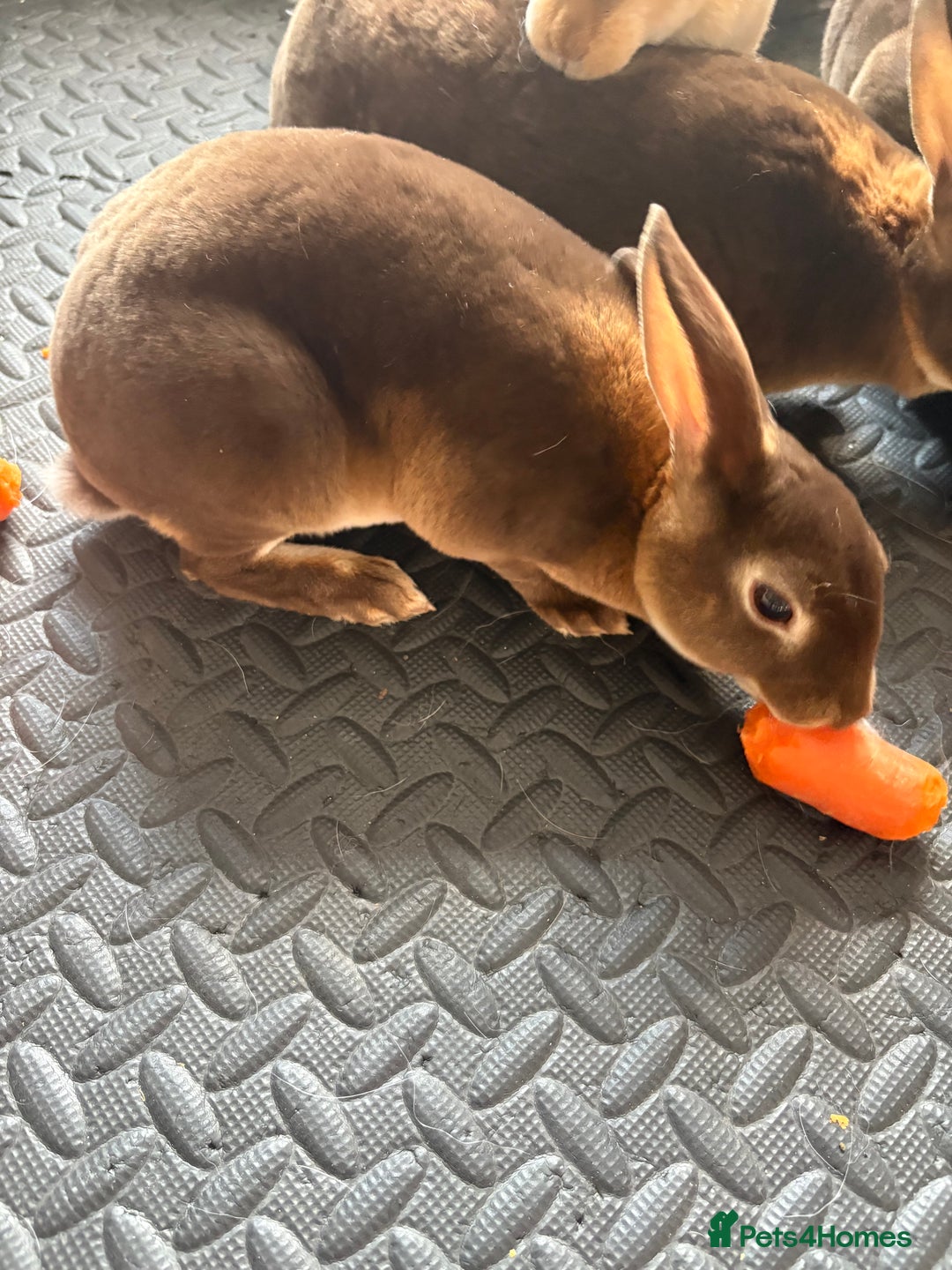 Rex rabbits for sale: Mini Rex rabbits - Image 1
