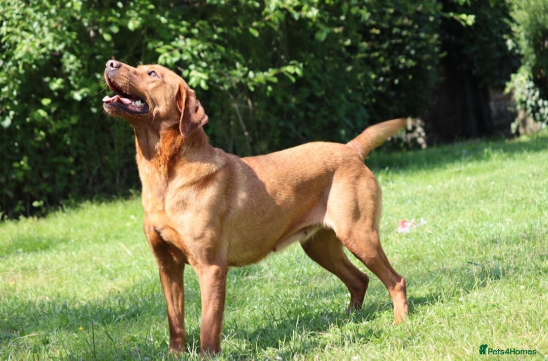 Labrador Retriever dogs for sale: 🌟Yellow Bitch KC Reg Pick of The Litter - Image 4