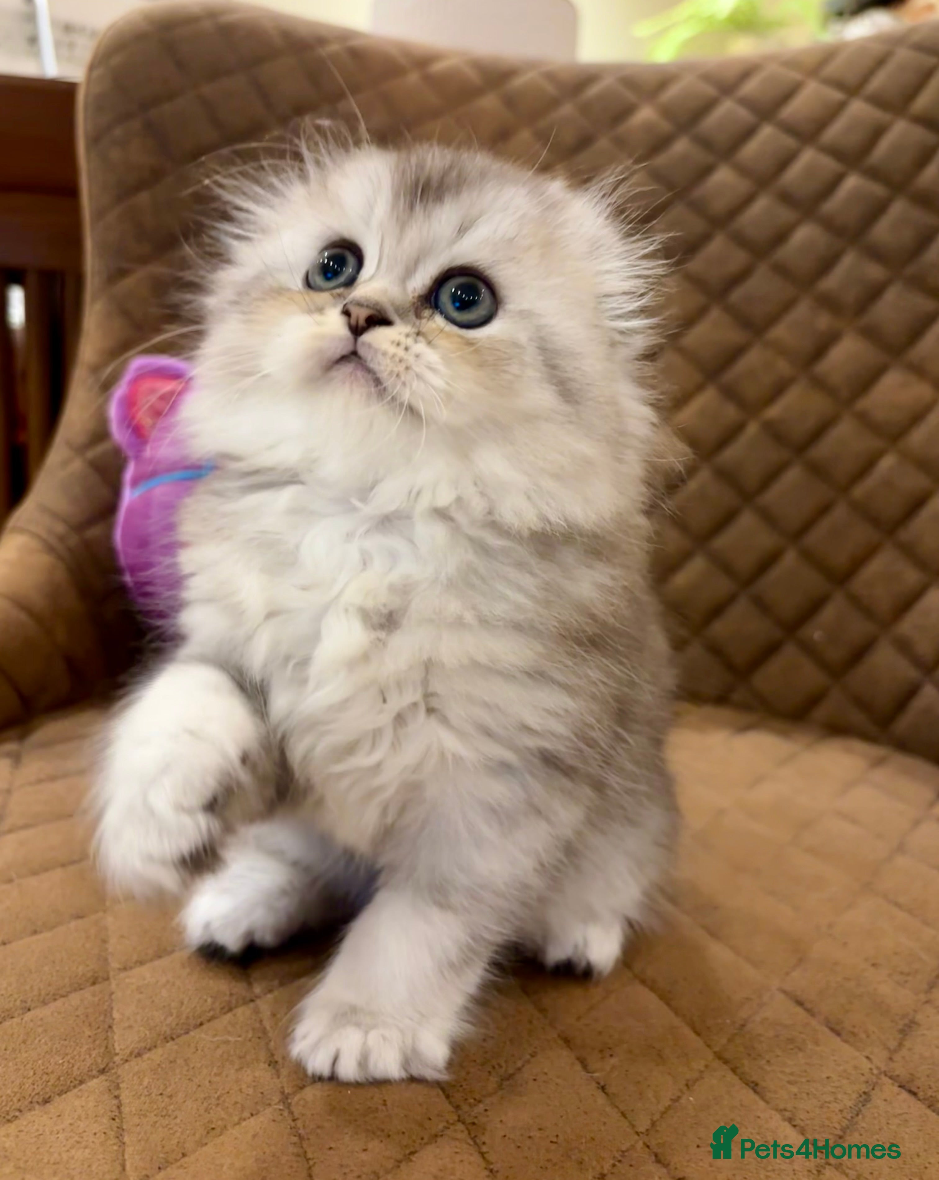 Scottish Fold cats 🌟🌟🌟🌟🌟Pedigree Scottish Fold Kittens - Advert 11