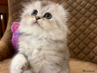 Scottish Fold cats 🌟🌟🌟🌟🌟Pedigree Scottish Fold Kittens - Advert 11