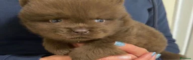 Chow Chow 5