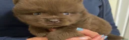 Chow Chow dogs for sale: Adorable Chow Chow Puppies  in Harrow - Advert 7
