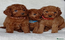 Cavapoo dogs for sale: Exquisite F1B Cavapoo Puppies - Image 7