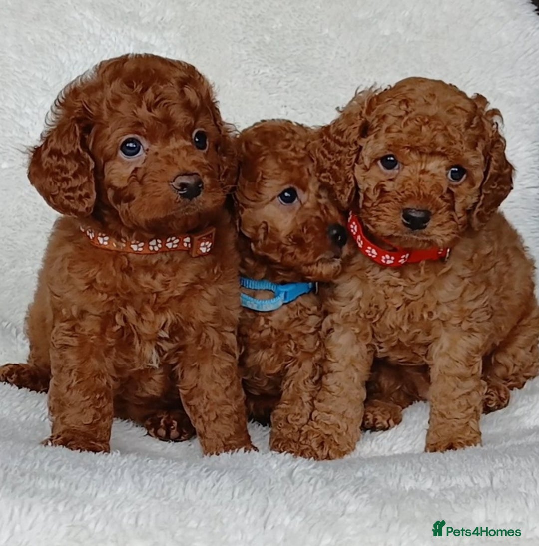 Cavapoo dogs for sale: Exquisite F1B Cavapoo Puppies - Image 7