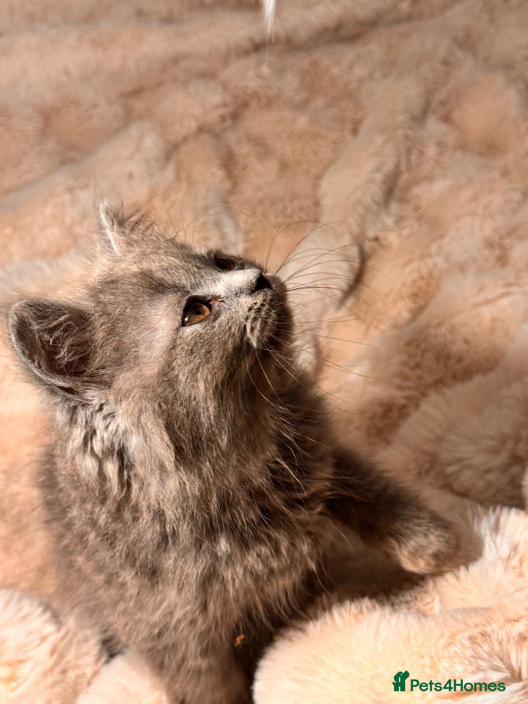 British Longhair cats for sale: !!Champion Bloodline!! British longhair GCCF stoke - Advert 12