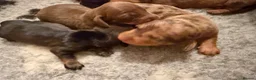 Dachshund dogs for sale: Dachshund puppies  - Advert 15