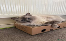 Ragdoll cats for sale: Female & Male Ragdoll for rehome - Image 4