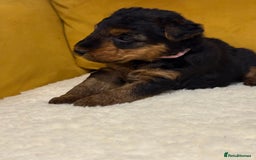 Welsh Terrier dogs for sale: Top quality litter  - Image 9