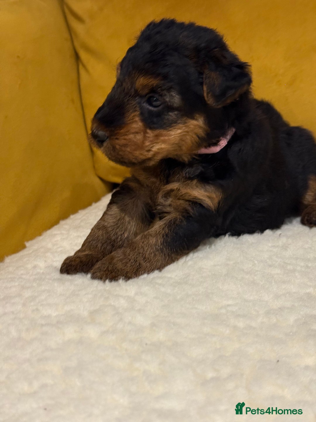 Welsh Terrier dogs for sale: Top quality litter  - Image 9