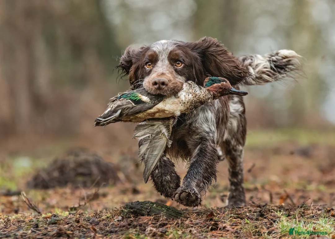 Cocker Spaniel dogs for stud: Working Cocker Gonio✅BVA eye tested✅ Hips/Elbows✅ in Pickering - Advert 14