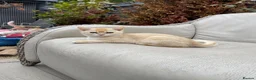 Scottish Fold cats for sale: PUREBRED GOLDEN CHINCHILLA SCOTTISH FOLD KITTENS  - Advert 9