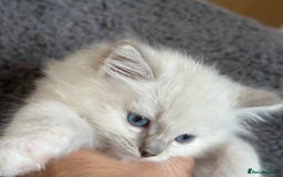Ragdoll cats for sale: Gorgeous Balls Of Fluff 🥰😻🤗 - Image 12