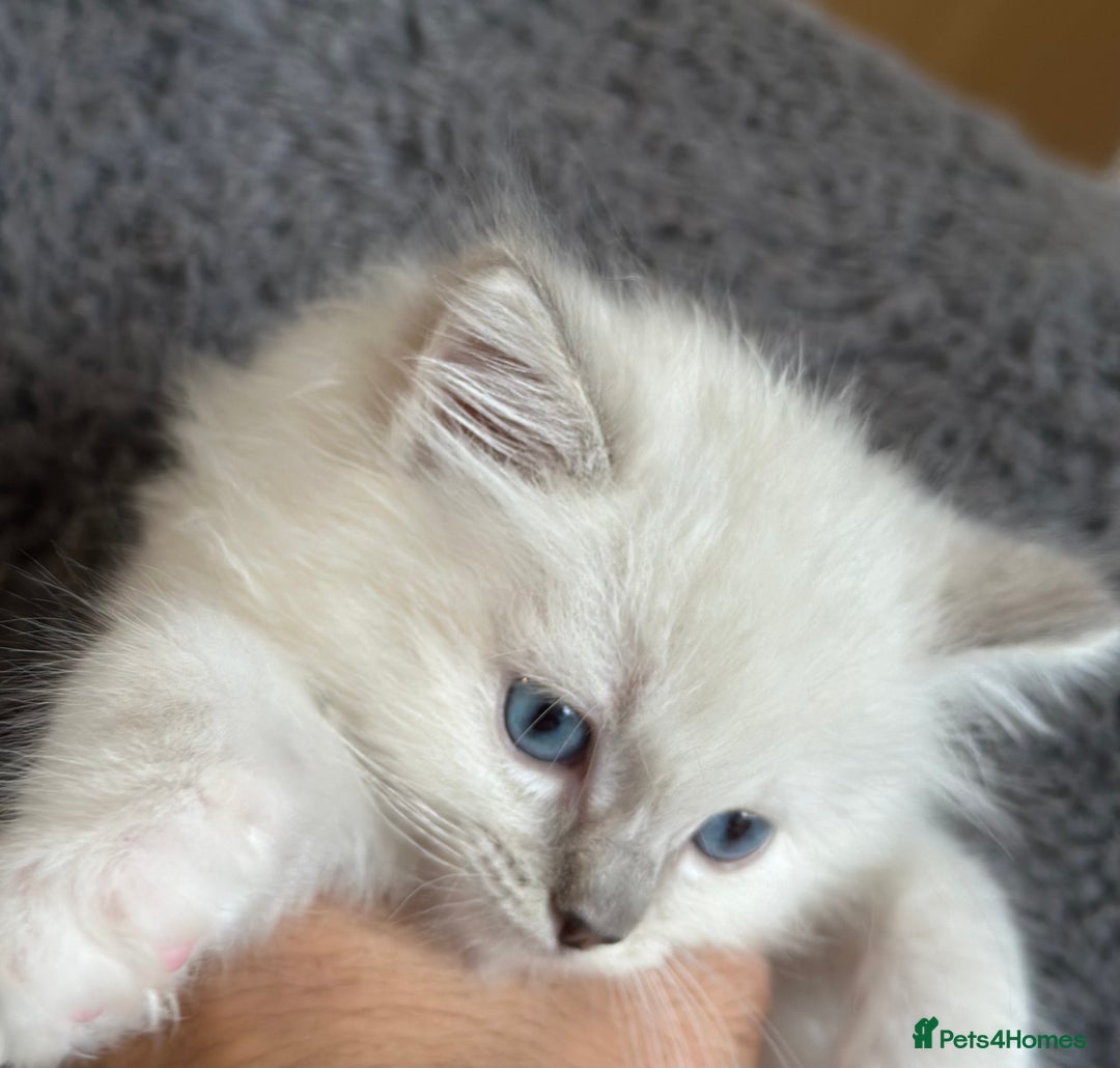 Ragdoll cats for sale: Gorgeous Balls Of Fluff 🥰😻🤗 - Image 12