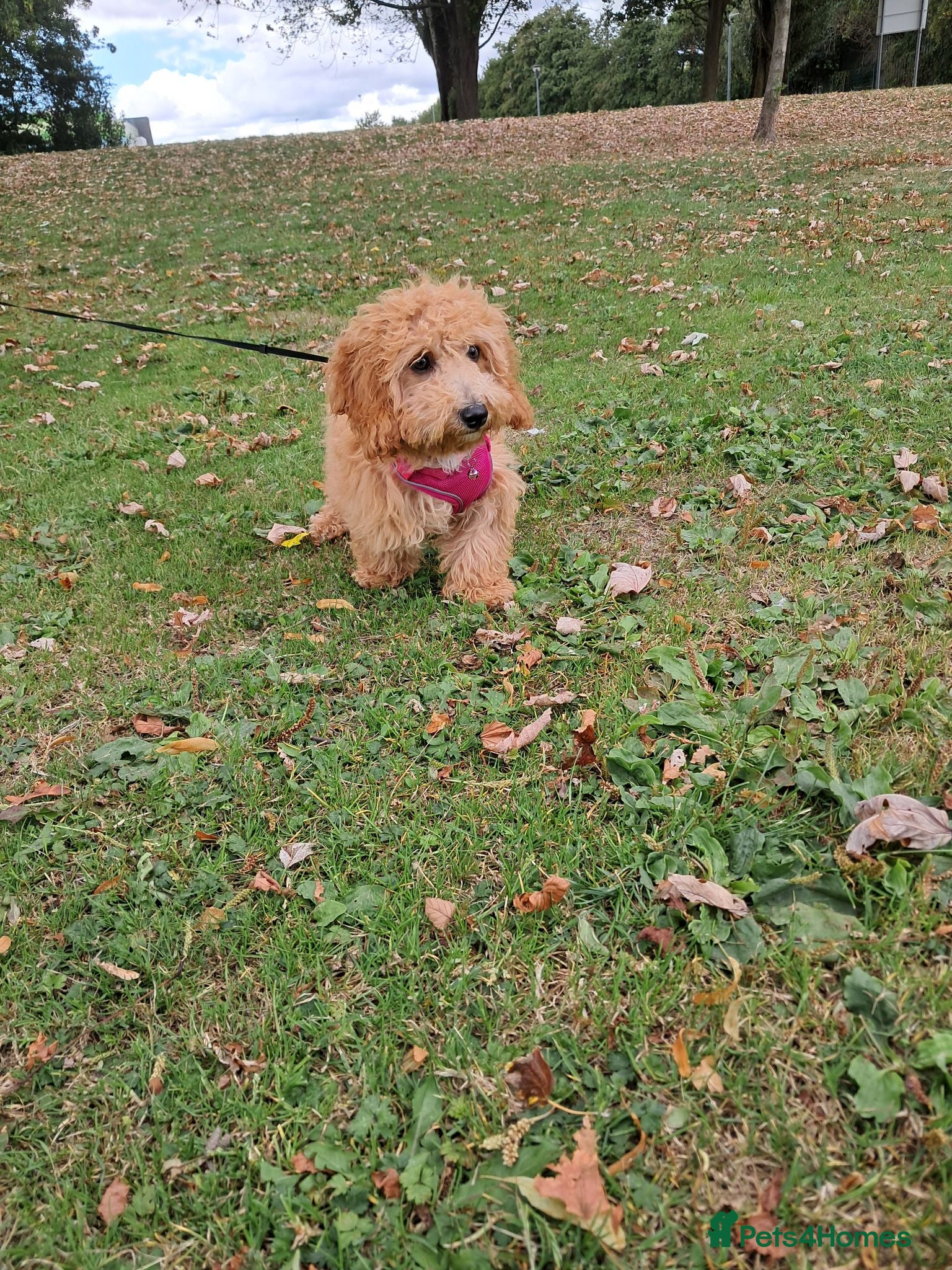 Cavapoo dogs Missy - Advert 2