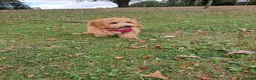 Cavapoo dogs for sale: Missy in Warrington - Advert 1