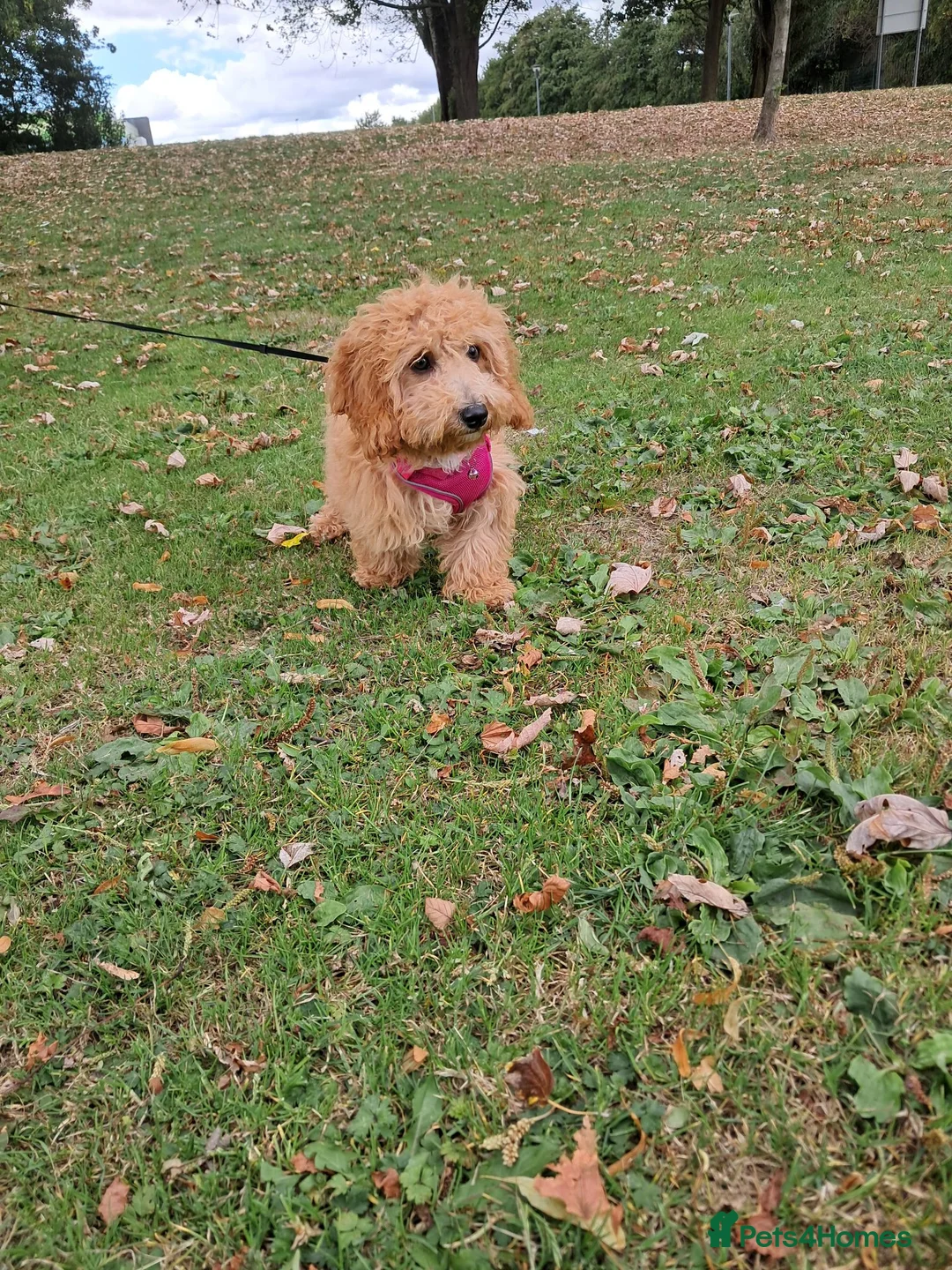 Cavapoo dogs for sale: Missy in Warrington - Advert 1