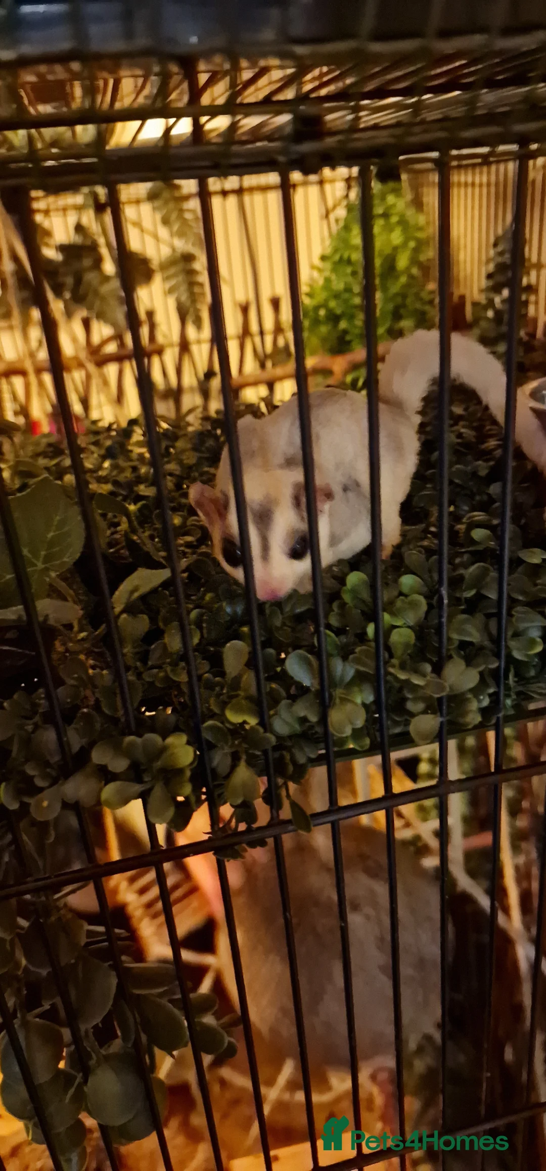 Sugar Glider rodents for sale: 3 beautiful sugar gliders looking for new home - Advert 2
