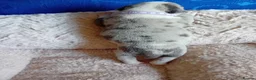 American Bully dogs for sale: Beautiful Pocket Bullies ABKC Registered  - Advert 19