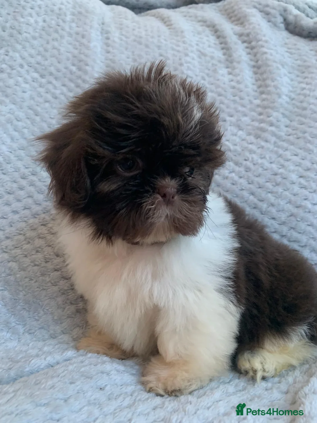 Shih Tzu dogs for sale: Baby Alfie READY NOW  - Advert 2