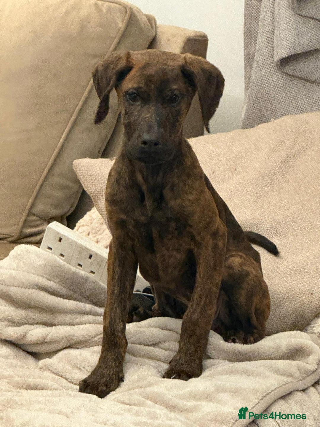 Mixed Breed dogs for sale: Beautiful Dobermann  ** tiff Pups - Advert 4