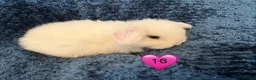 Mini Lop rabbits for sale: Pure bred mini lop bunnies - Advert 36