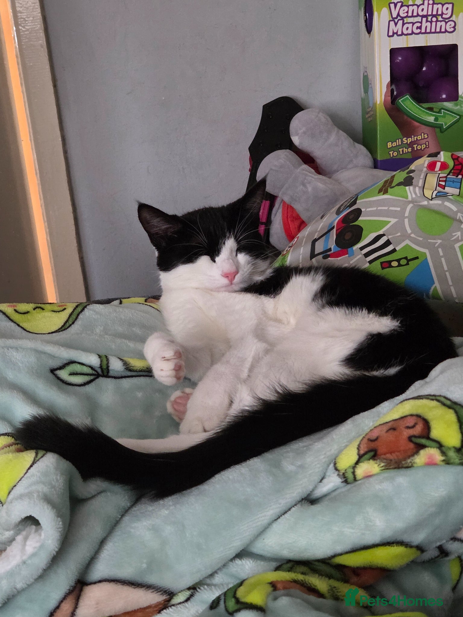 Mixed Breed cats for sale: 9/10 month old mixed breed cat - Advert 1