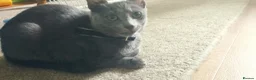 Russian Blue cats for sale: Russian Blue kittens  in Aberdeen - Advert 2