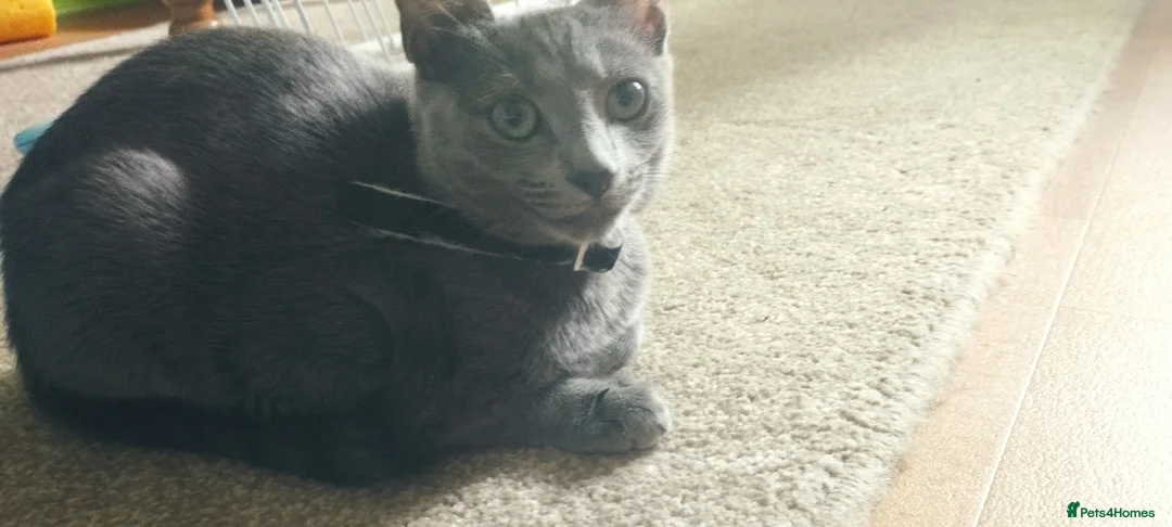Russian Blue cats for sale: Russian Blue kittens  in Aberdeen - Advert 2